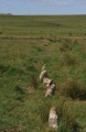 Click for full size image of Ringmoor Down Stone Row (PID:183592) Ringmoor Down Stone Row