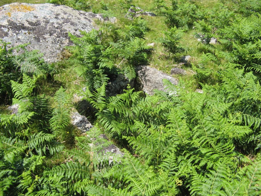 Trowlesworthy Warren