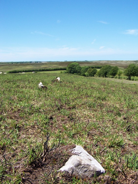 Warcombe Water row