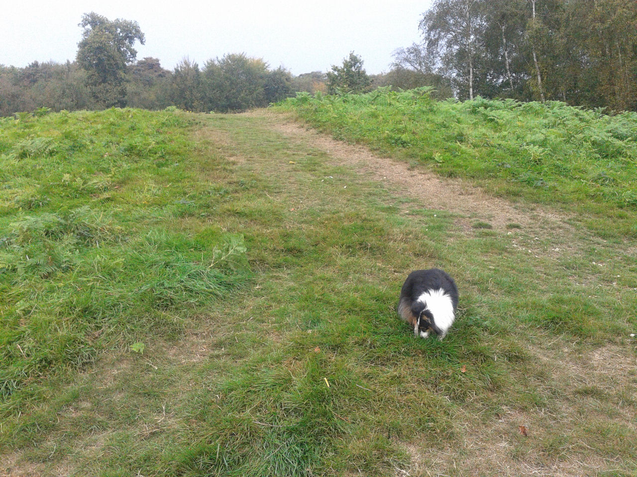 The Mount