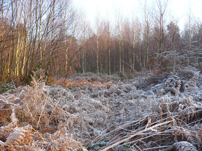 Frosty ferns on Bigbury Camp