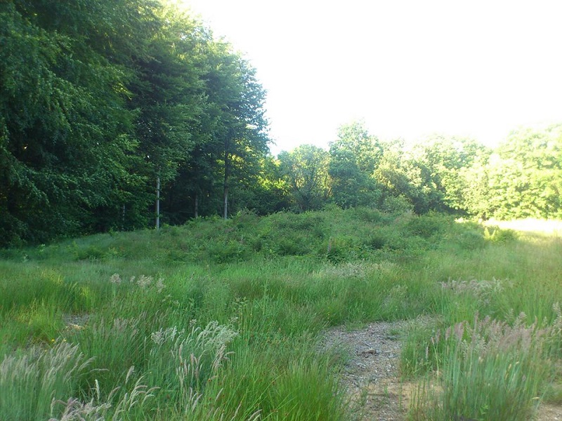 Click for the gallery page to add comments and vote (PID:109865) Eggringe Wood Barrow Cemetery