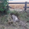 Lower White Horse Stone - PID:261412