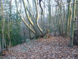 Bigbury Camp - PID:44554