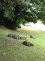 Click for full size image of Sarson stones, Esplanade (PID:128104) Sarson stones, Esplanade