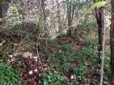 Lousyberry Wood Tumuli - PID:175510