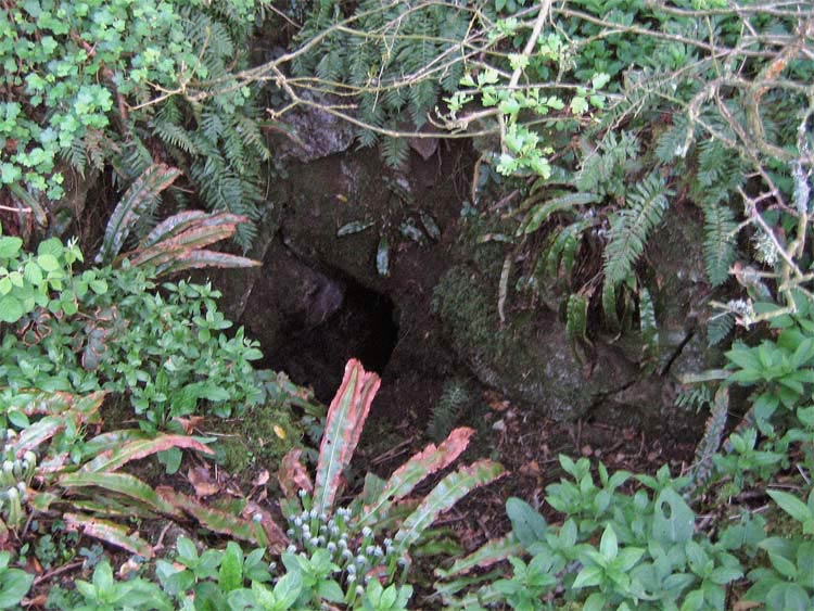 Click for the gallery page to add comments and vote (PID:13588) Dog Holes