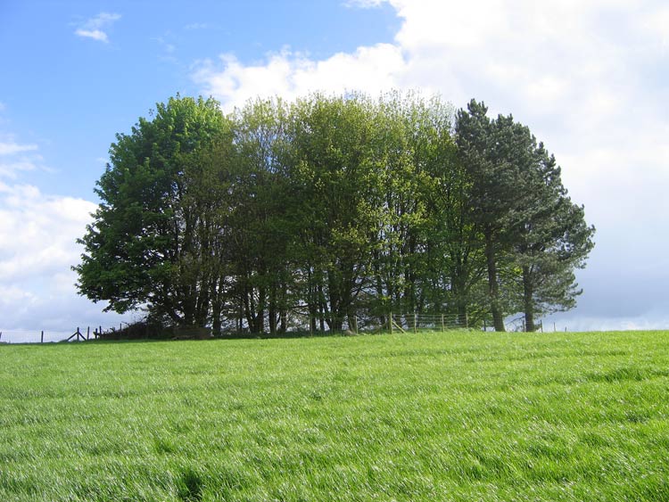 Click for the gallery page to add comments and vote (PID:13767) Little Painley
