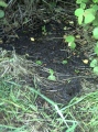 St. Helen's Well (Waterside, Colne) - PID:40977