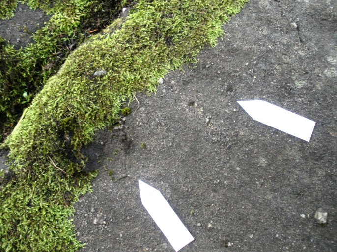Click for the gallery page to add comments and vote (PID:61846) Wycoller Cup-marked Stones