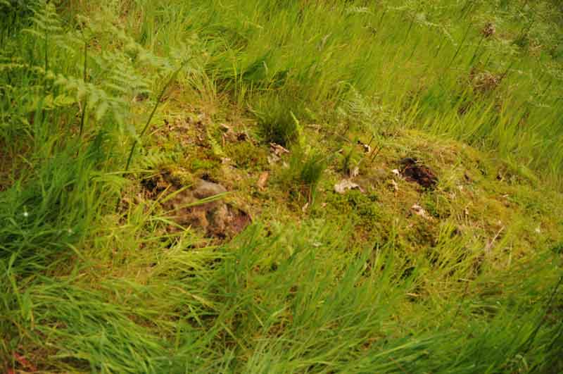 Sidwood Iron Age Settlement