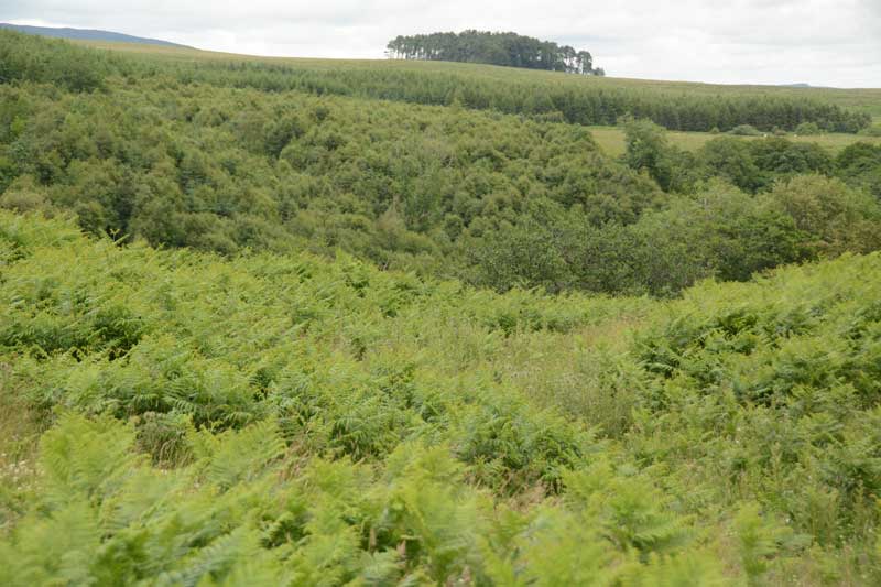 Click for the gallery page to add comments and vote (PID:134833) Hollinghill Enclosure