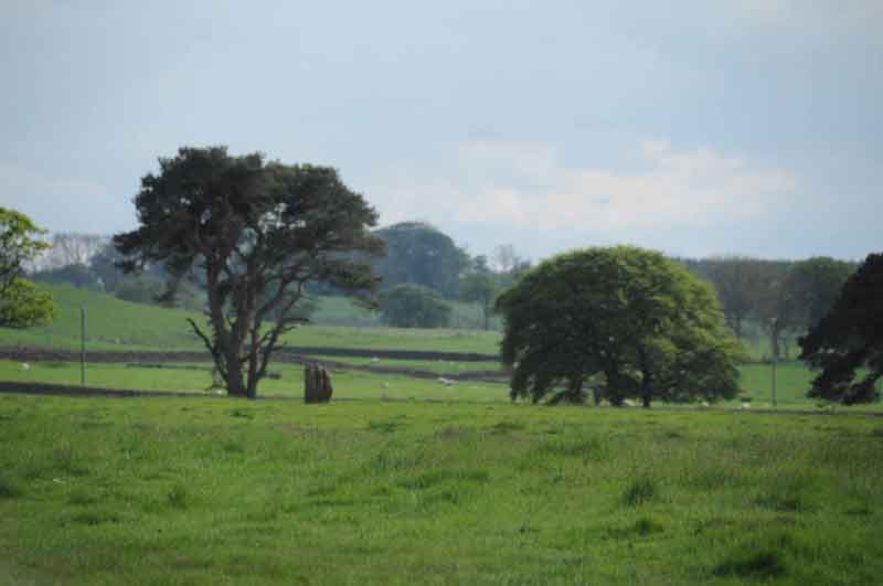 Click for the gallery page to add comments and vote (PID:120345) Middleton Standing Stone (Northumberland)