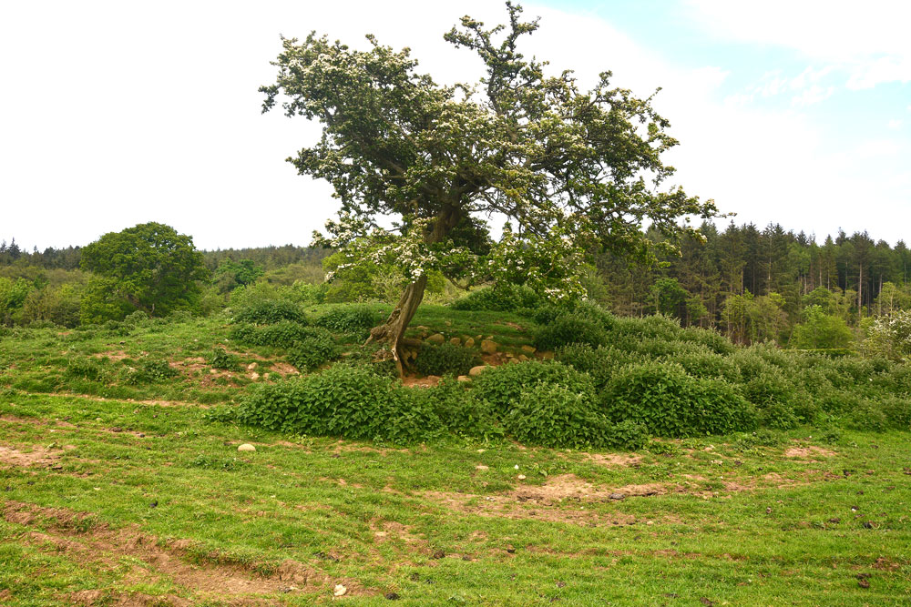 Netherwitton B, Northumberland | Megalithic Portal