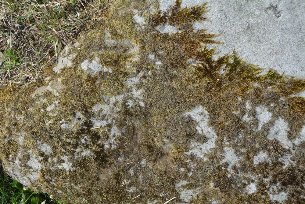 Believe it or not, there are three small cups beneath the moss and lichen on Millstone Burn 3.  They can be felt with the fingertips, and are easier to pick out with the naked eye rather than on the photographs.  The oval and groove is just above to the top right (just out of shot).