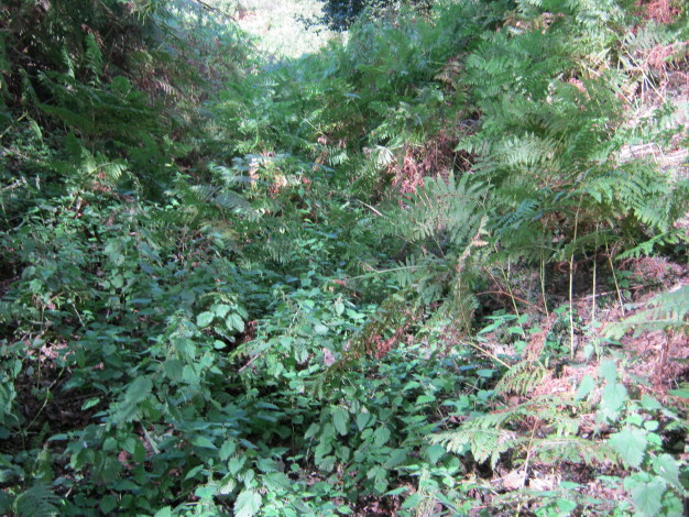 Roughting Linn Hillfort
