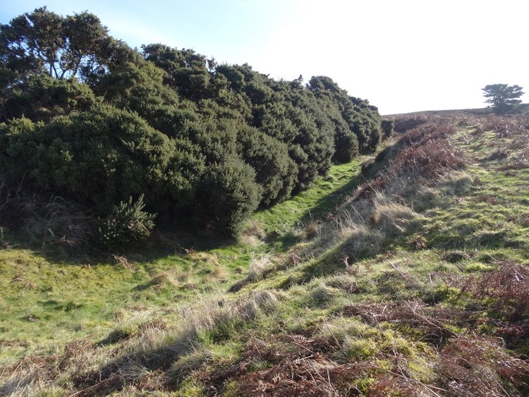 Ringses (Beanley Moor)