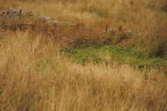 Coventina's Well