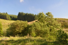 Gibbie's Knowe (Kielder)