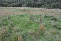 Elsdonburn Shank Shielings (Kilham)