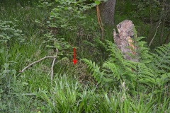 Eddybroth Well (Whittle Dene)