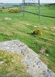 Carr Hill D