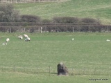 Battle Stone (Kirknewton)