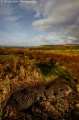 Beanley Moor - PID:44030