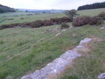 Carr Hill D