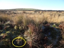 Old Bewick 4