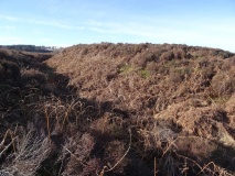 Ringses (Beanley Moor)