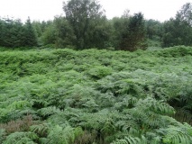 Titlington North Camp