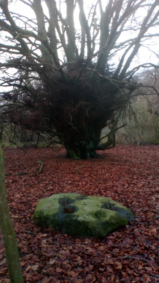 Knighton Bushes