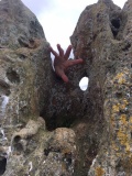 Hawk Stone