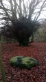Knighton Bushes - PID:220872