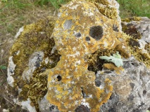 Rollright Stones