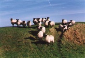 Uffington - PID:992
