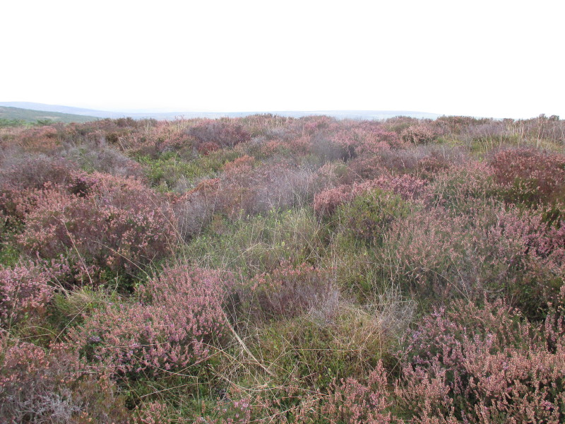 Click for the gallery page to add comments and vote (PID:126223) Long Mynd B