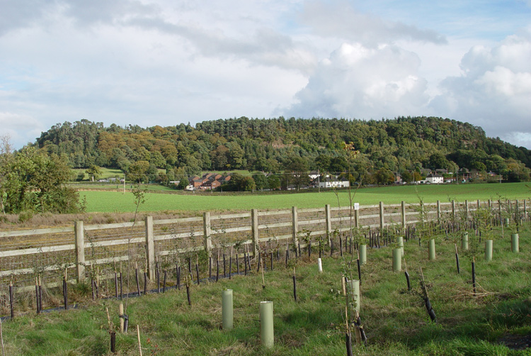 Nesscliffe