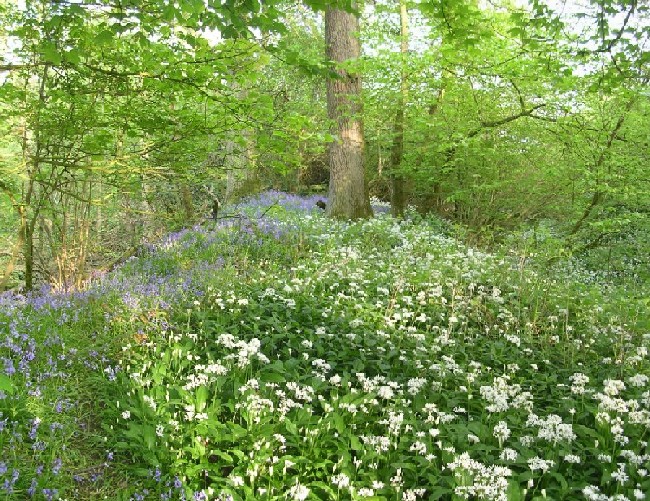 Norton Camp (Shropshire)