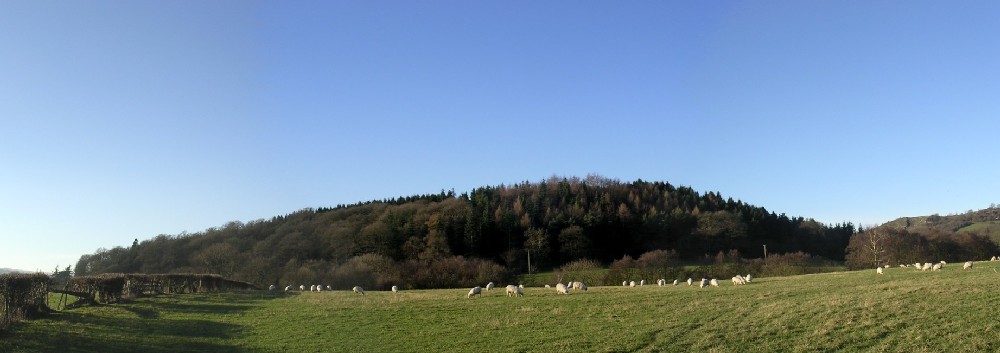 The Roveries