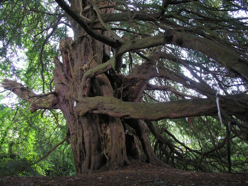 Click for the gallery page to add comments and vote (PID:33306) St John the Baptist (Hope Bagot)