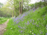 Norton Camp (Shropshire)