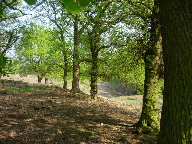 Bury Bank (Staffordshire)