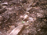 Bank Holiday Open Weekend and Dig in Staffs - PID:23433