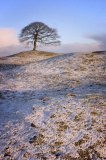 Grindon Moor Barrow - PID:30369 Grindon Moor Barrow - PID:30369