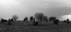 Berryhill Fields - PID:118249