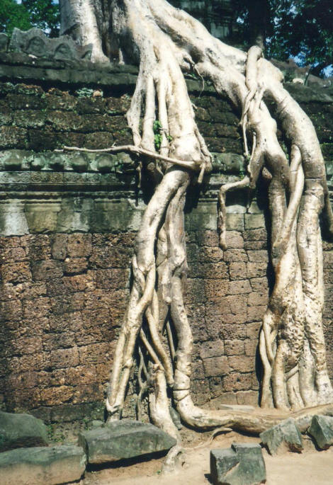 Click for the gallery page to add comments and vote (PID:70082) Ta Prohm