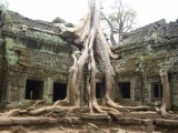 Ta Prohm - PID:66841