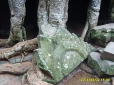 Ta Prohm - PID:69792